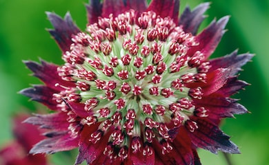 Red Astrantia Moulin Rouge