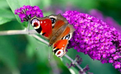 Red butterfly on purple buddleja