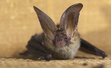 Small UK based bat against a neutral background