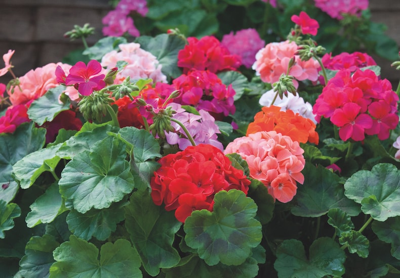 Exploring the Different Types of Geraniums