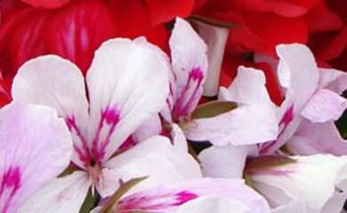 A close up of geranium blossom.