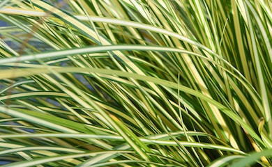 Carex 'Evergold' with variegated leaves