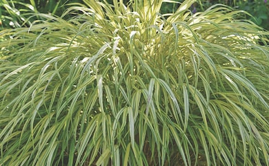 Golden hakonechloa green stems