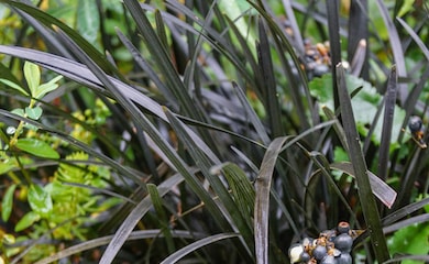 Ornamental black grass against green foliage