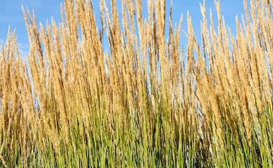 Ornamental grass with bronze coloured panicles