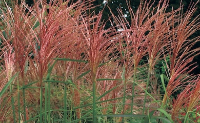 Ornamental grass with red tops