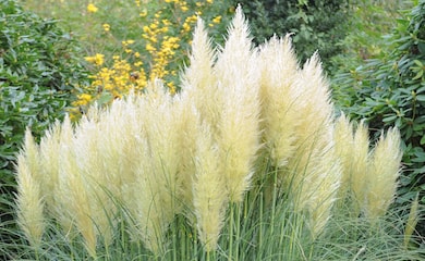 Pampas grass with feathery tops