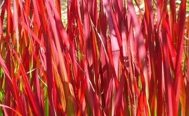 Red stems of Japanese blood grass