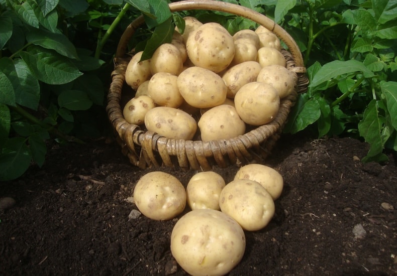 Basket of clean potatoes