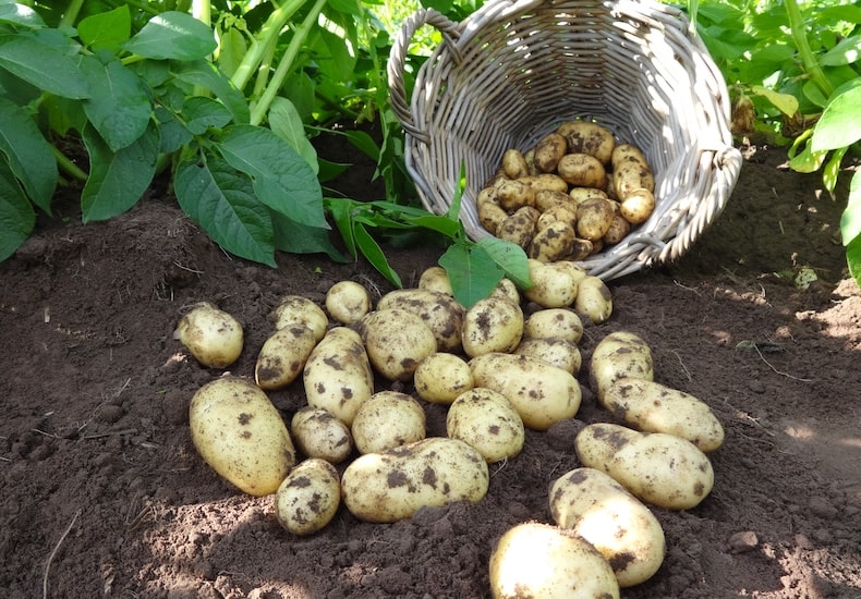 Basket of freshly harveste potatoes spilling on ground