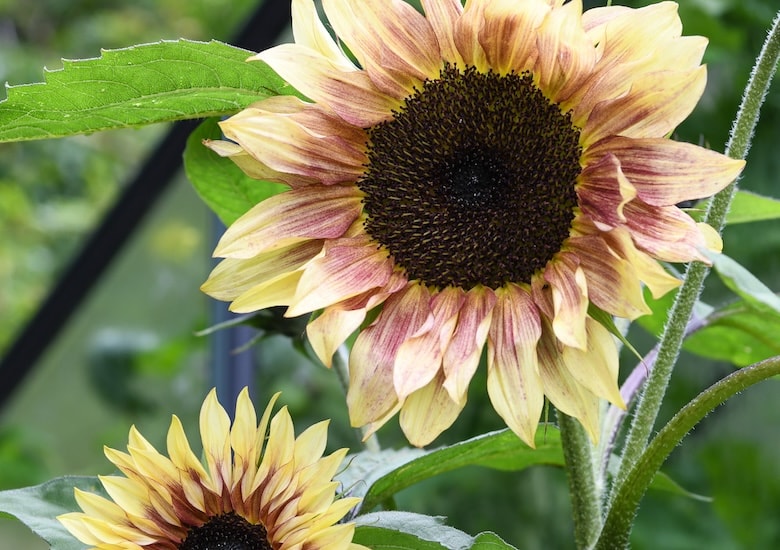Sunflower 'Cherry Rose' from T&M