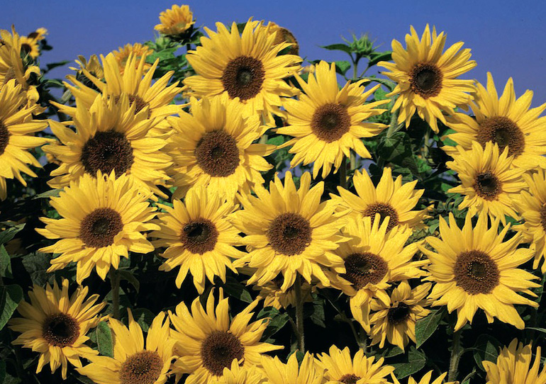 Sunflower 'Dwarf Yellow Spray' from T&M