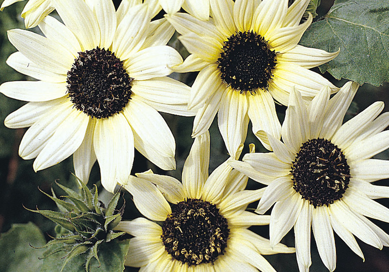 Sunflower 'Italian White' from T&M