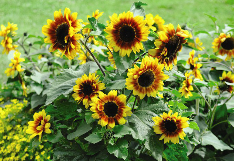 Sunflower 'Solar Flash' F1 hybrid from T&M