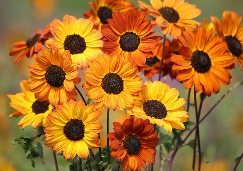 Sunflower 'Soluna Bronze' from T&M