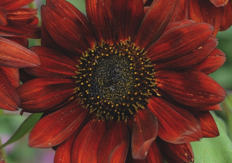 Sunflower 'Velvet Queen' from T&M