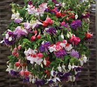 Top 10 Hanging Basket Plants Thompson Morgan