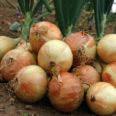 How to Grow Onions and Shallots | Thompson & Morgan