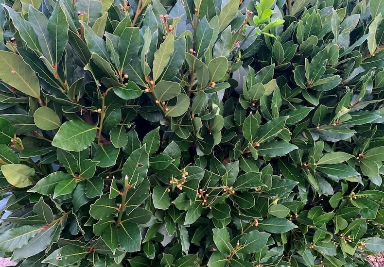 Closeup of sweet bay hedging