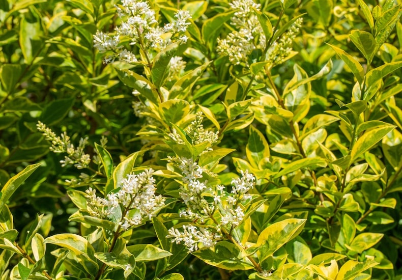 Evergreen hedging of golden privet