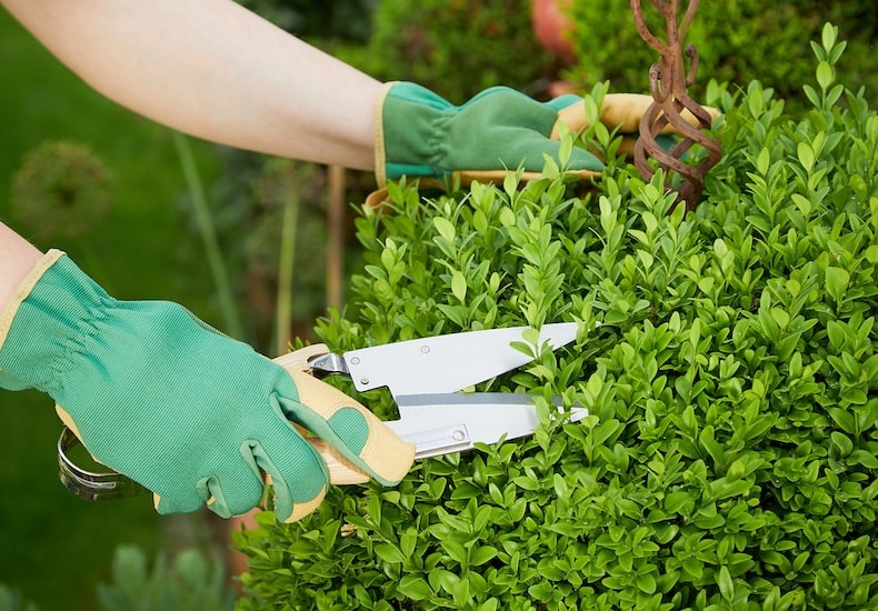 Pruning privet hedging