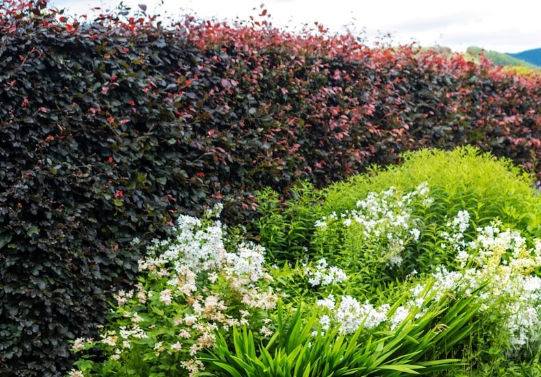 Red copper beech hedging