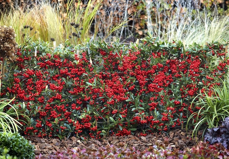 Red pyracantha hedging