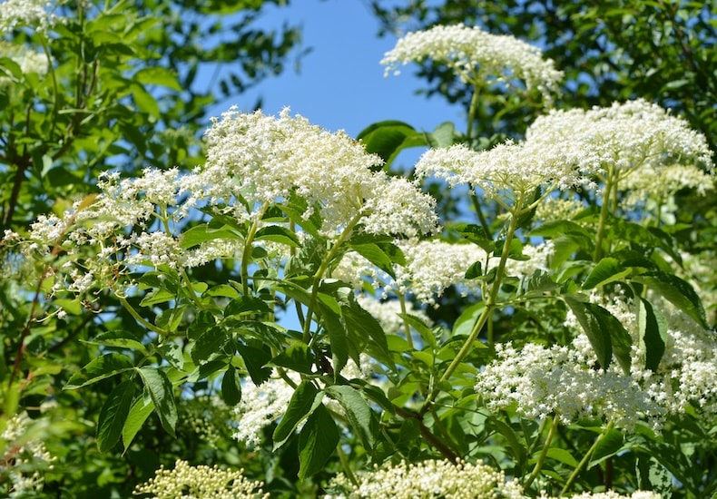 White elderberry flowers hedging