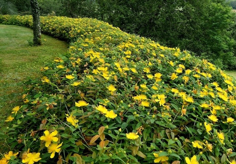 Yellow flowers of low-growing St John's Wort hedging