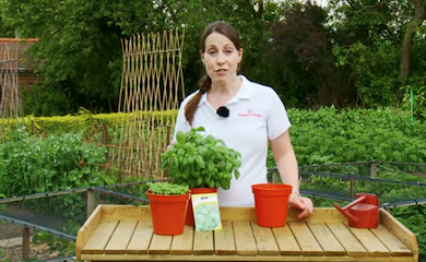 Still from how to grow basil video from Sue Sanderson