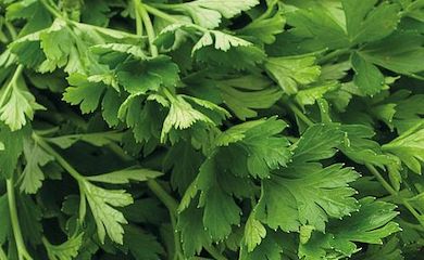 Parsley (flat leaved) organic seeds from Thompson & Morgan