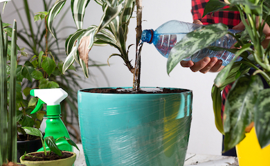 Watering houseplant with distilled bottled water