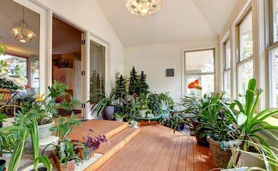 Houseplants in a conservatory 