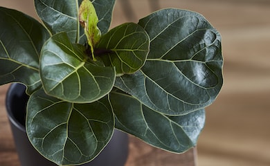 Ficus lyrata 'Compacta' (House Plant) from T&M