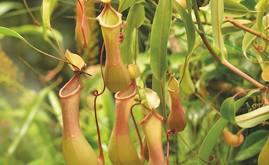 Nepenthes alata (House Plant) from T&M