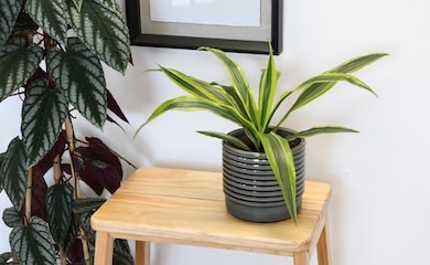 Dracaena fragrans 'Lemon Lime' from T&M