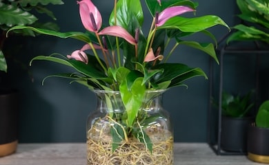 Pink anthurium flowers in vase