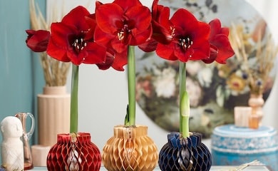 Trio of festive Amaryllis bulbs