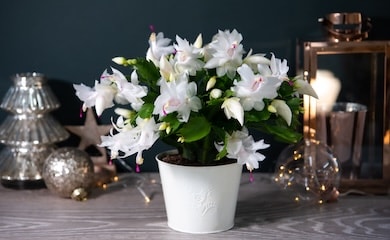 White Christmas cactus in white pot