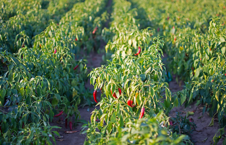 Chilli plants growing in field