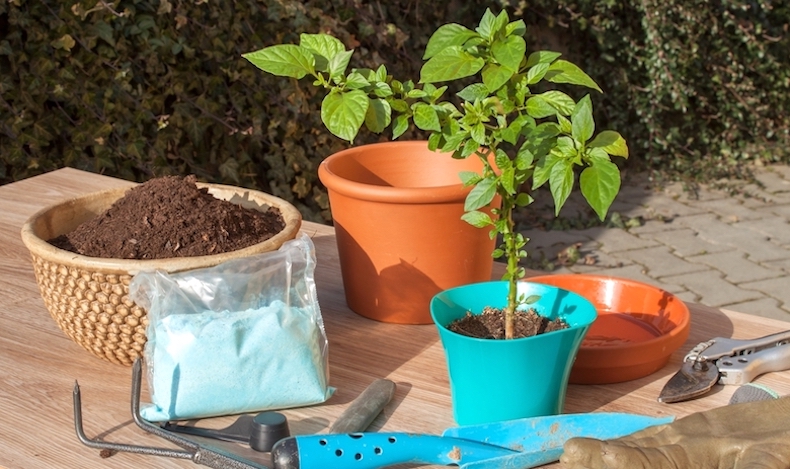 Transplanting chilli plants