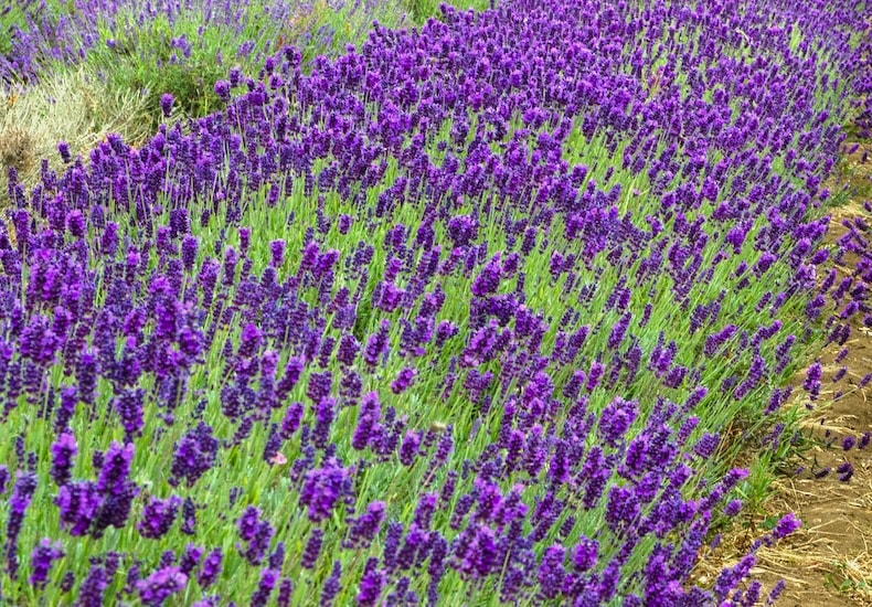 how to grow lavender in a garden