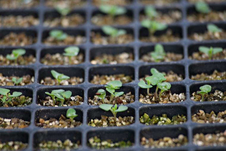 growing lavender from seed