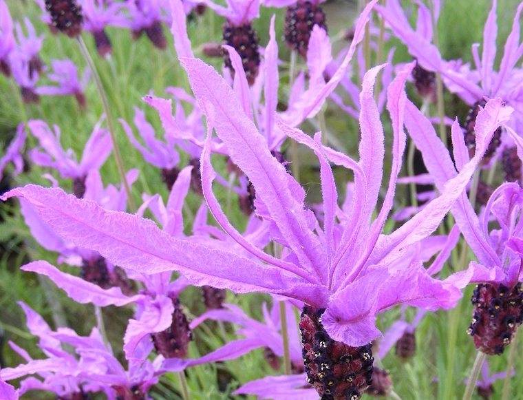 French Lavender 'Flaming Purple' from T&M