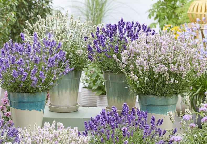 Different colours of lavender plants