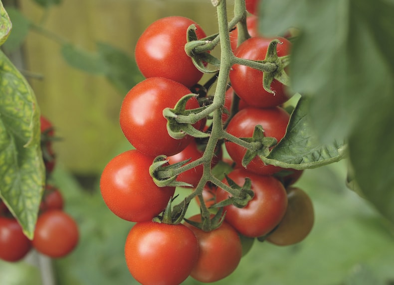 100 Finest Seeds PREMIER SEEDS DIRECT Tomato Cherry Roma