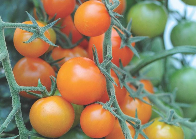 Tomato 'Sungold' from Thompson & Morgan