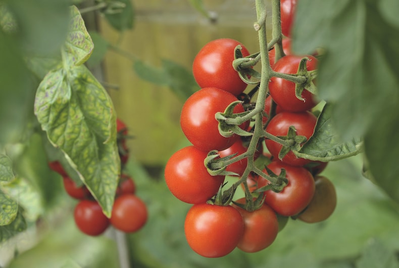 Growing Tall Varieties In Grow Bags - Tomato Growing