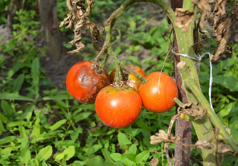 diseased tomato plants