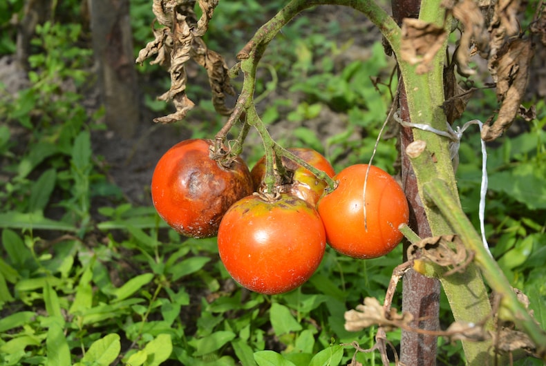 Four blight-stricken tomatoes on diseased plant
